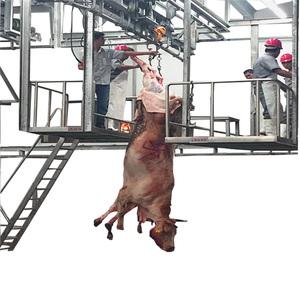 Purebred Beef Cattle